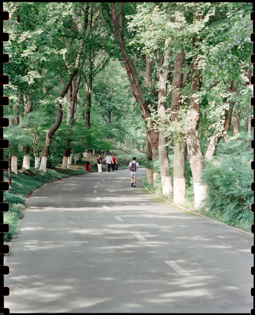 A person walking down a road with trees on both sides