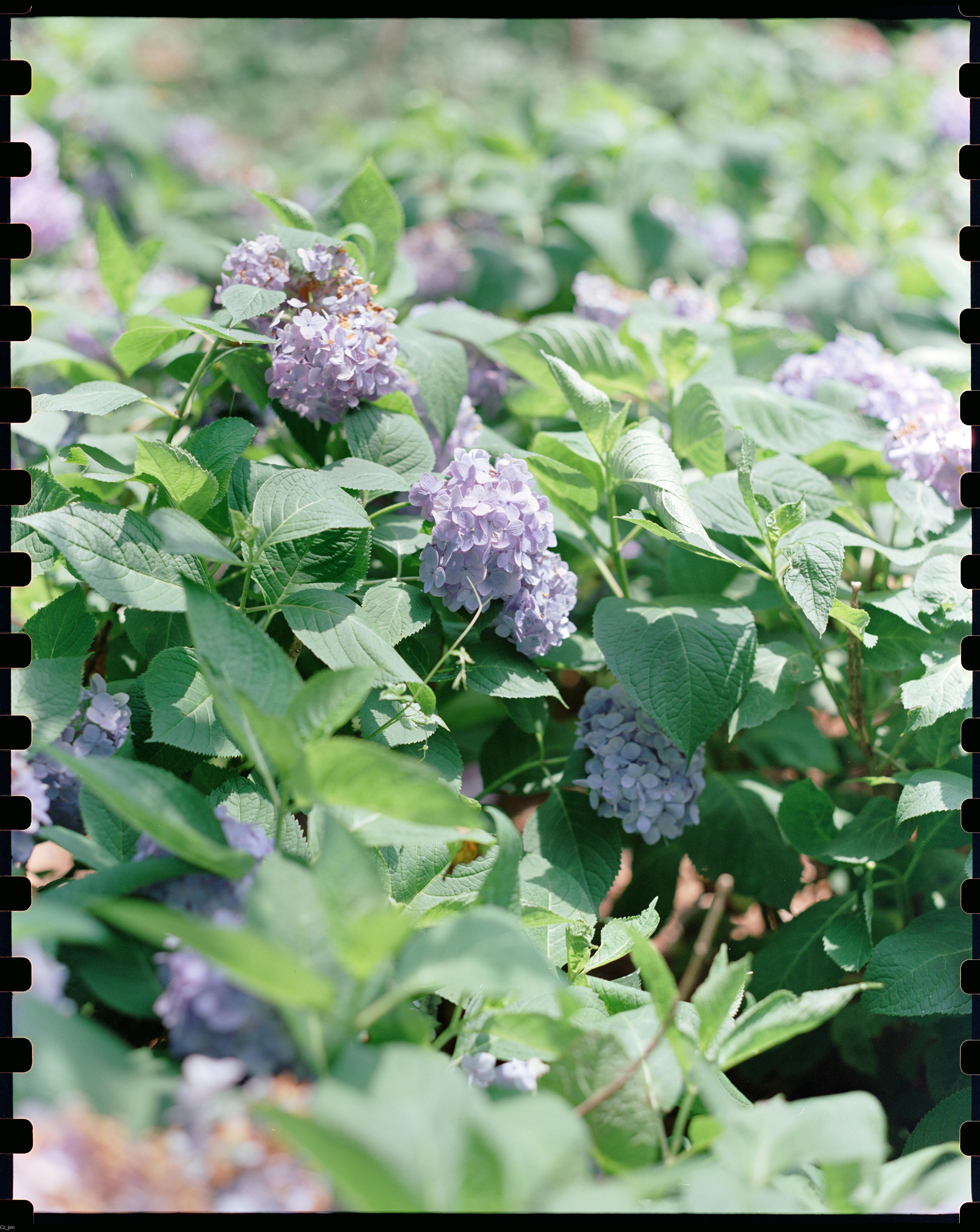 Lush purple hydrangea flowers and green leaves in natural daylight.