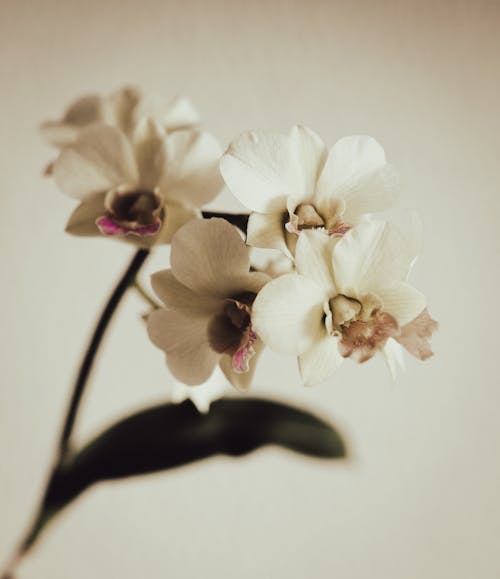 Aşk, bitki örtüsü, çiçek içeren Ücretsiz stok fotoğraf