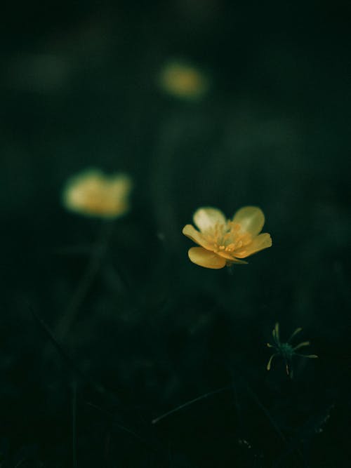 Бесплатное стоковое фото с абстрактный, вода, желтый цветок