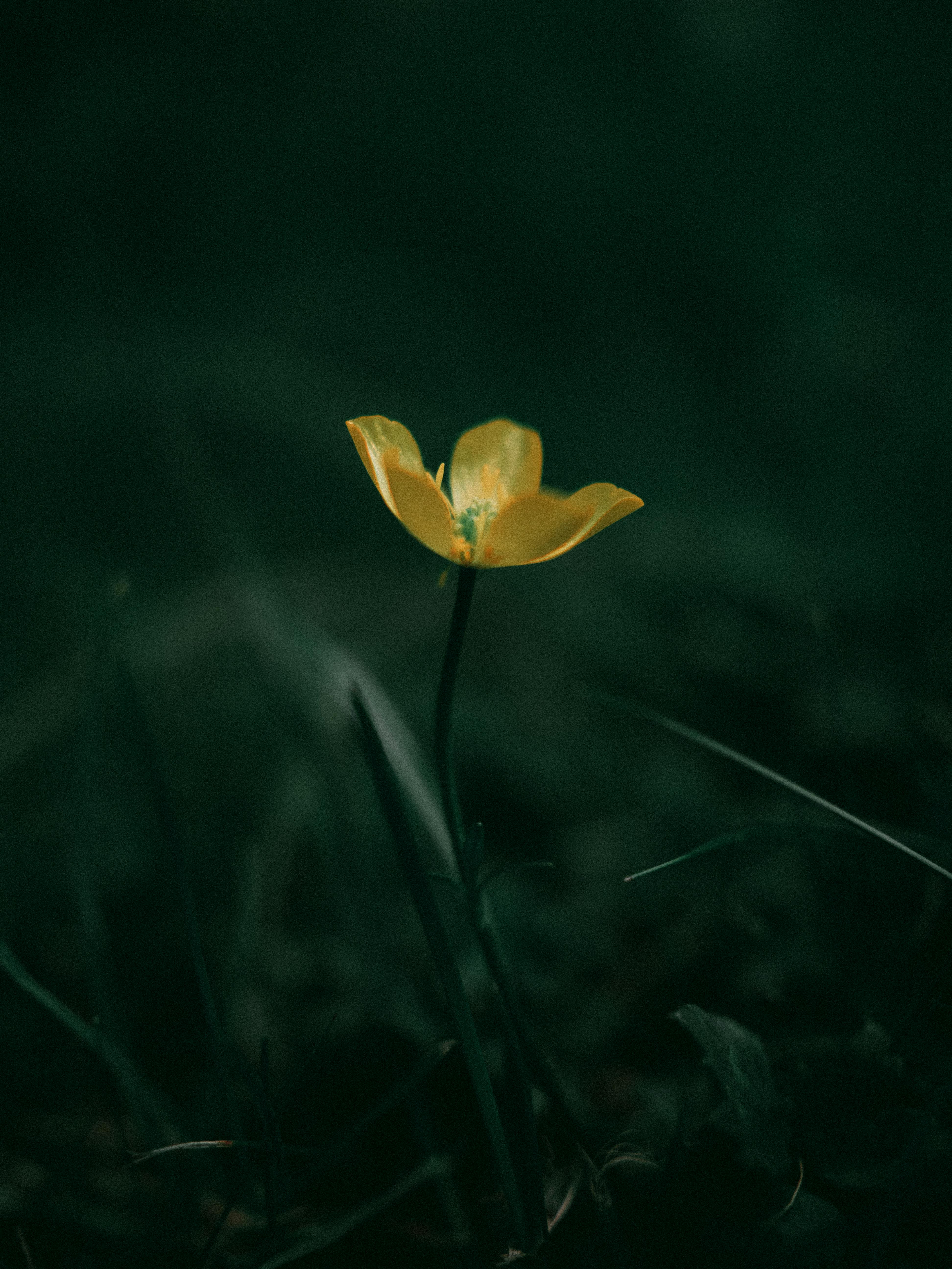 A delicate yellow poppy flower stands alone in a dark, moody garden setting, symbolizing growth and nature.