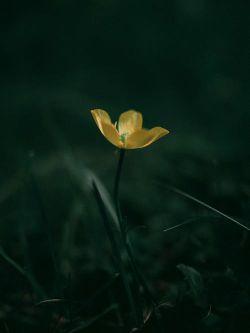 Бесплатное стоковое фото с вода, дождь, желтый цветок