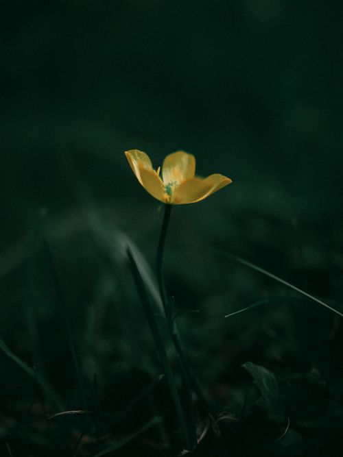 Free A delicate yellow poppy flower stands alone in a dark, moody garden setting, symbolizing growth and nature. Stock Photo