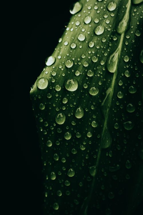 Free Detailed macro shot of a green leaf with raindrops against a black background showcasing natural beauty. Stock Photo