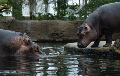 hayvanat bahçesi, hippopotamuses, su aygırı içeren Ücretsiz stok fotoğraf