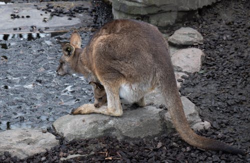 kanguru, keseli içeren Ücretsiz stok fotoğraf