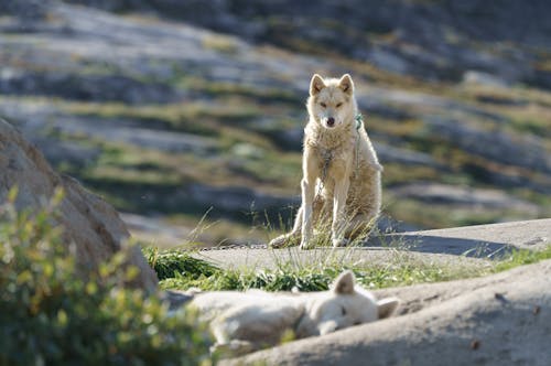 Základová fotografie zdarma na téma bílý pes, denní světlo, divočina