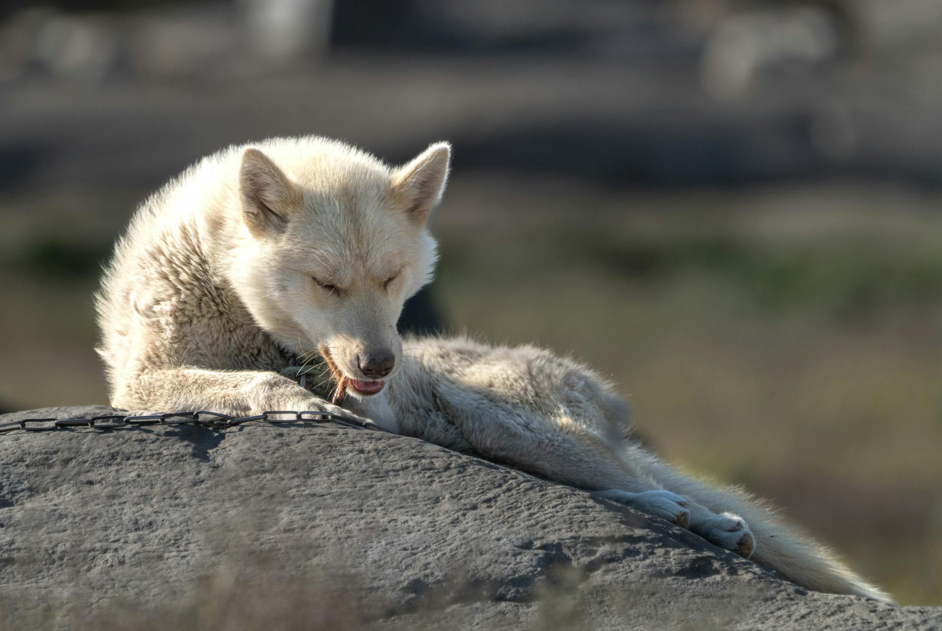 A Greenland Dog Lying on the Rock