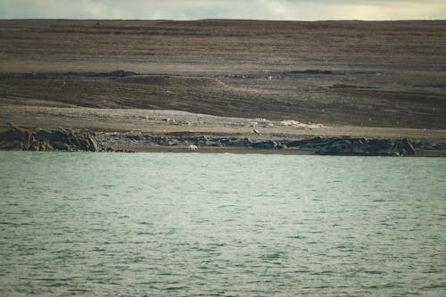 ada, ahşap, boş içeren Ücretsiz stok fotoğraf