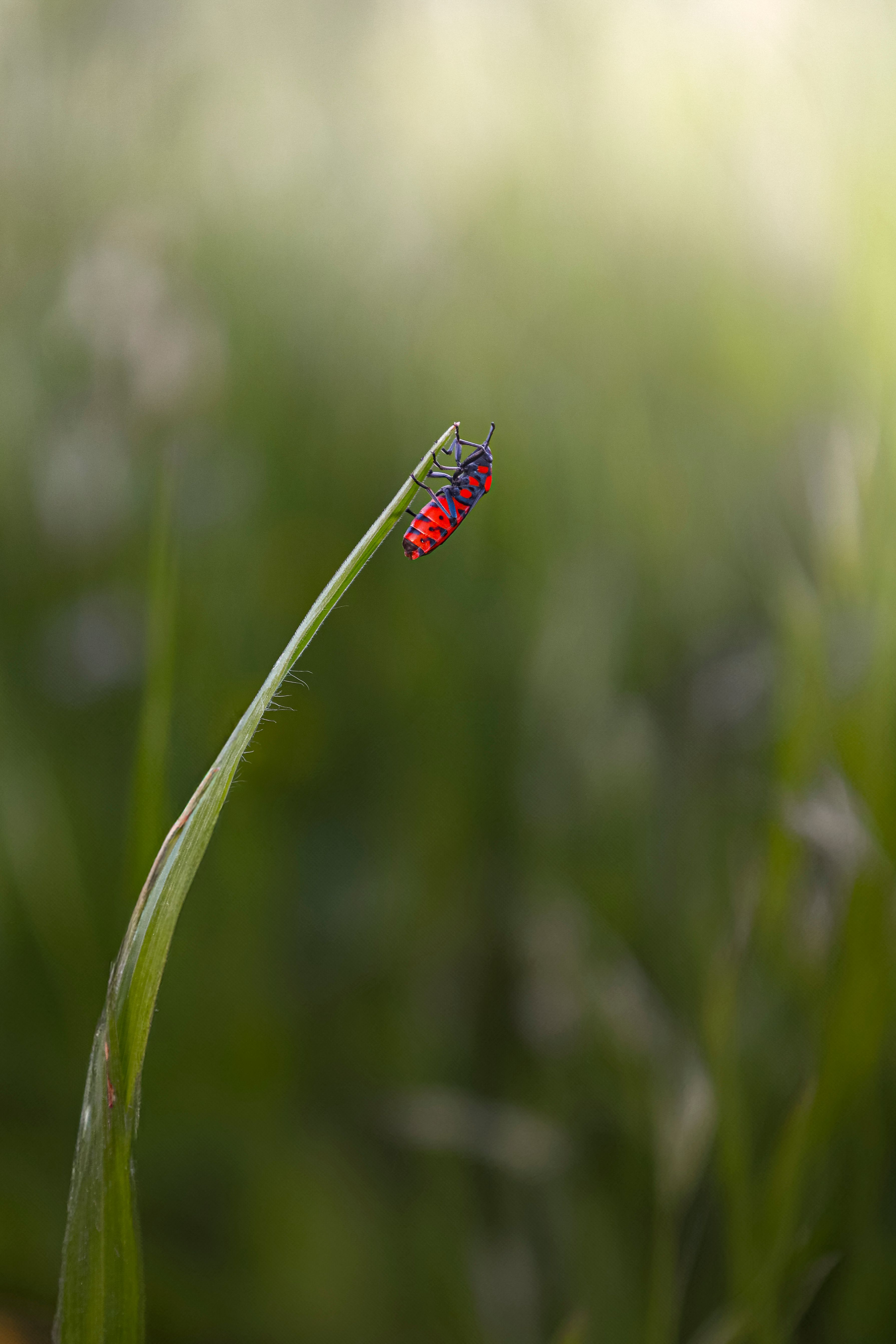 A Small Red Insect on Top of a Grass Blade · Free Stock Photo