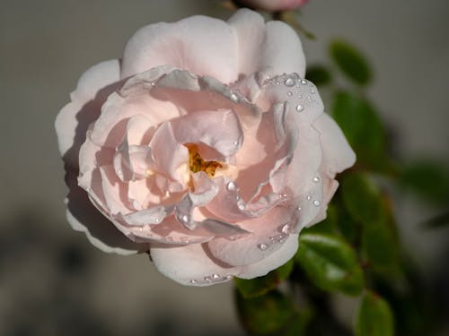修剪花草, 天性, 玫瑰 的 免費圖庫相片