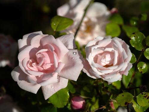Бесплатное стоковое фото с красота, природа, розы