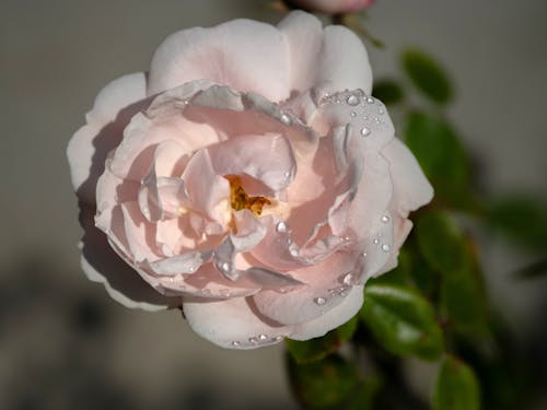 Бесплатное стоковое фото с красота, природа, розы