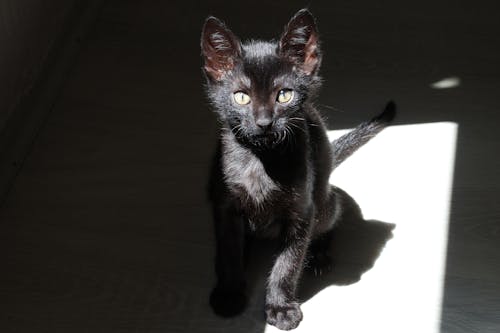 Ingyenes stockfotó amatőr fotózás, fekete, fekete macska témában
