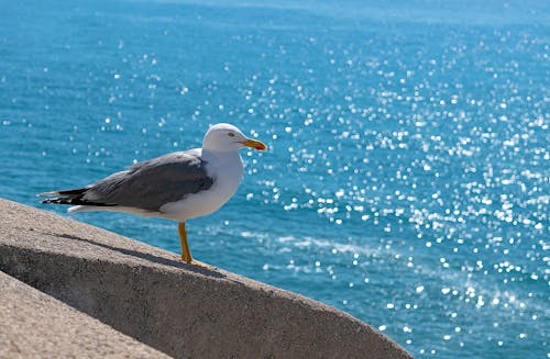 Photos gratuites de animal, bord de mer, eau