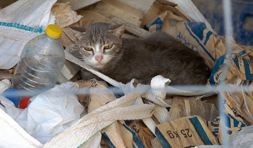 Imagine de stoc gratuită din alley cat, gunoi, mâță