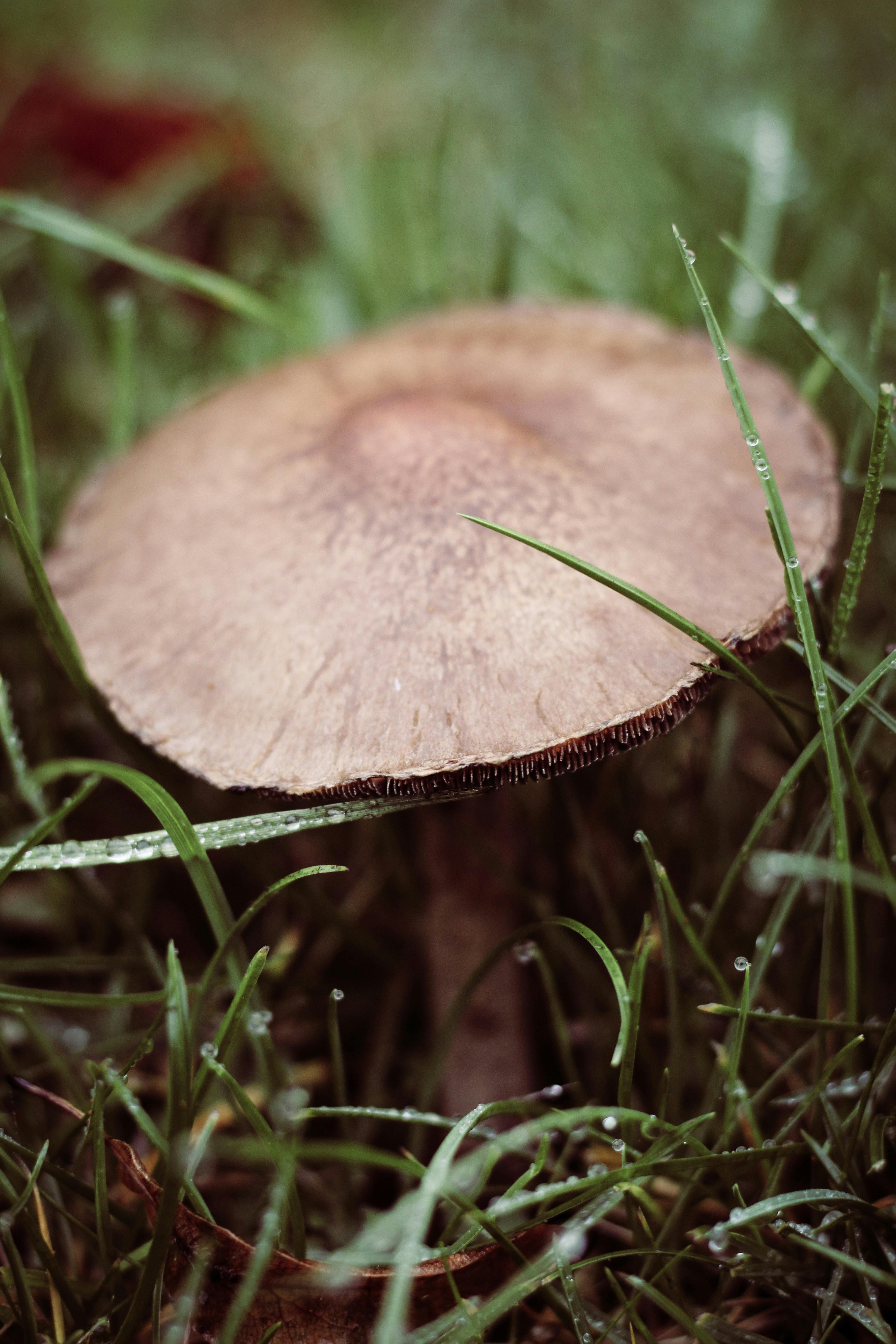 brown mushroom