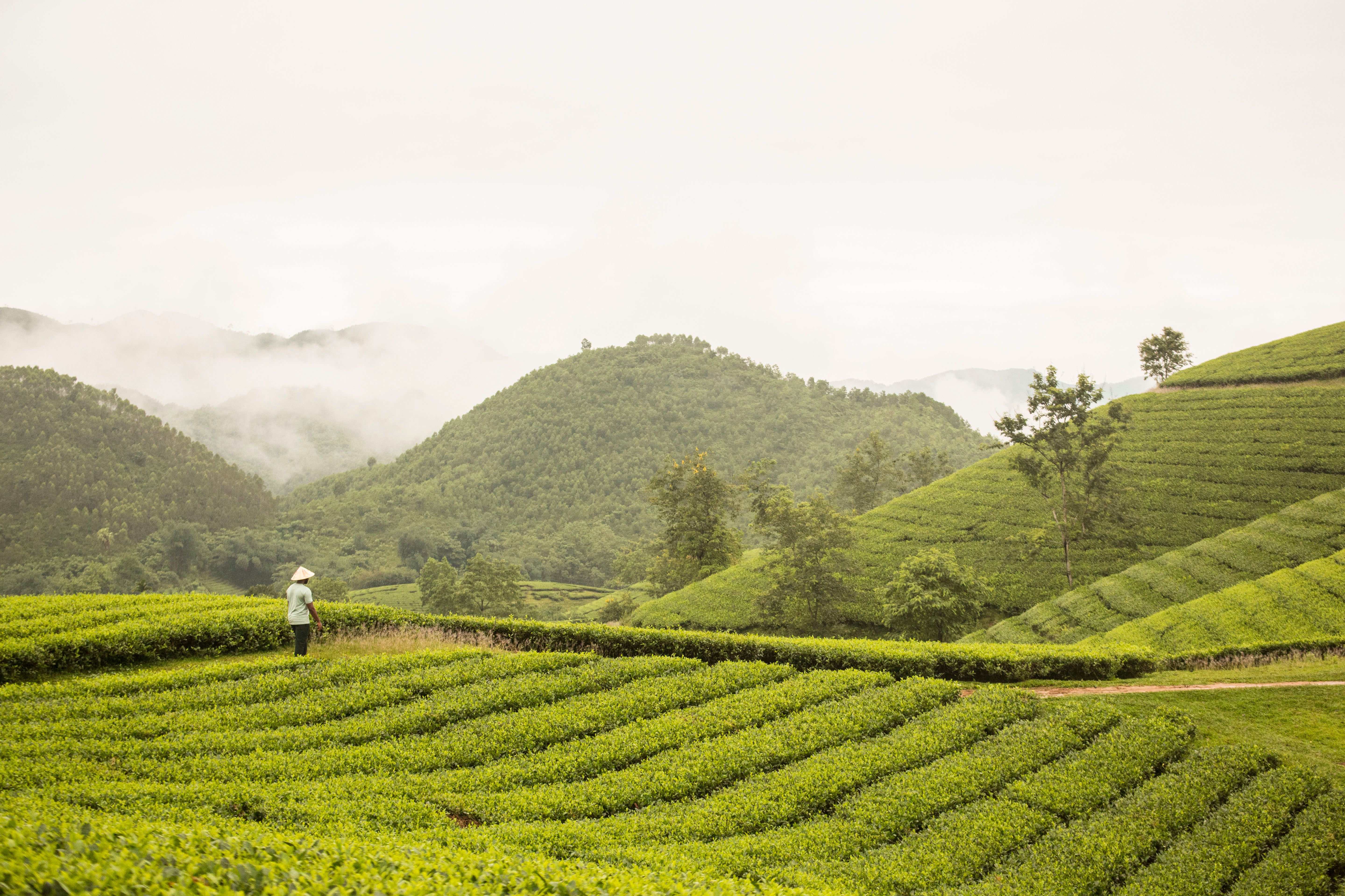 Bornage de terrain : quand est-il obligatoire ? - Qui peut demander un bornage de terrain ?