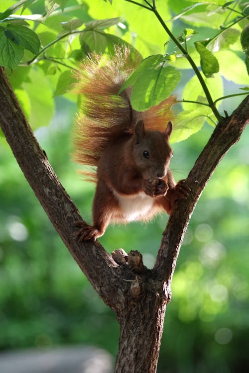 Imagine de stoc gratuită din adorabil, animal, arbore