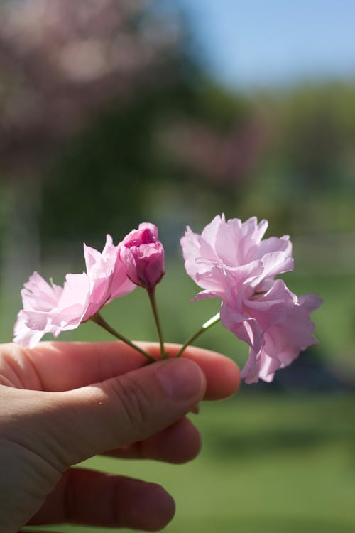 A person holding a flower in their hand