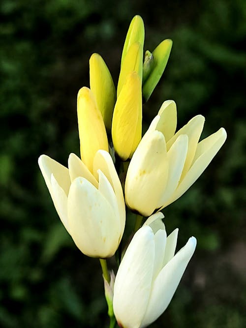 A white flower with yellow petals is shown