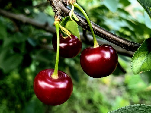 Free stock photo of close up view, fruit, red