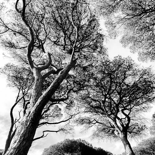 Imagine de stoc gratuită din alb-negru, arbore, arbori