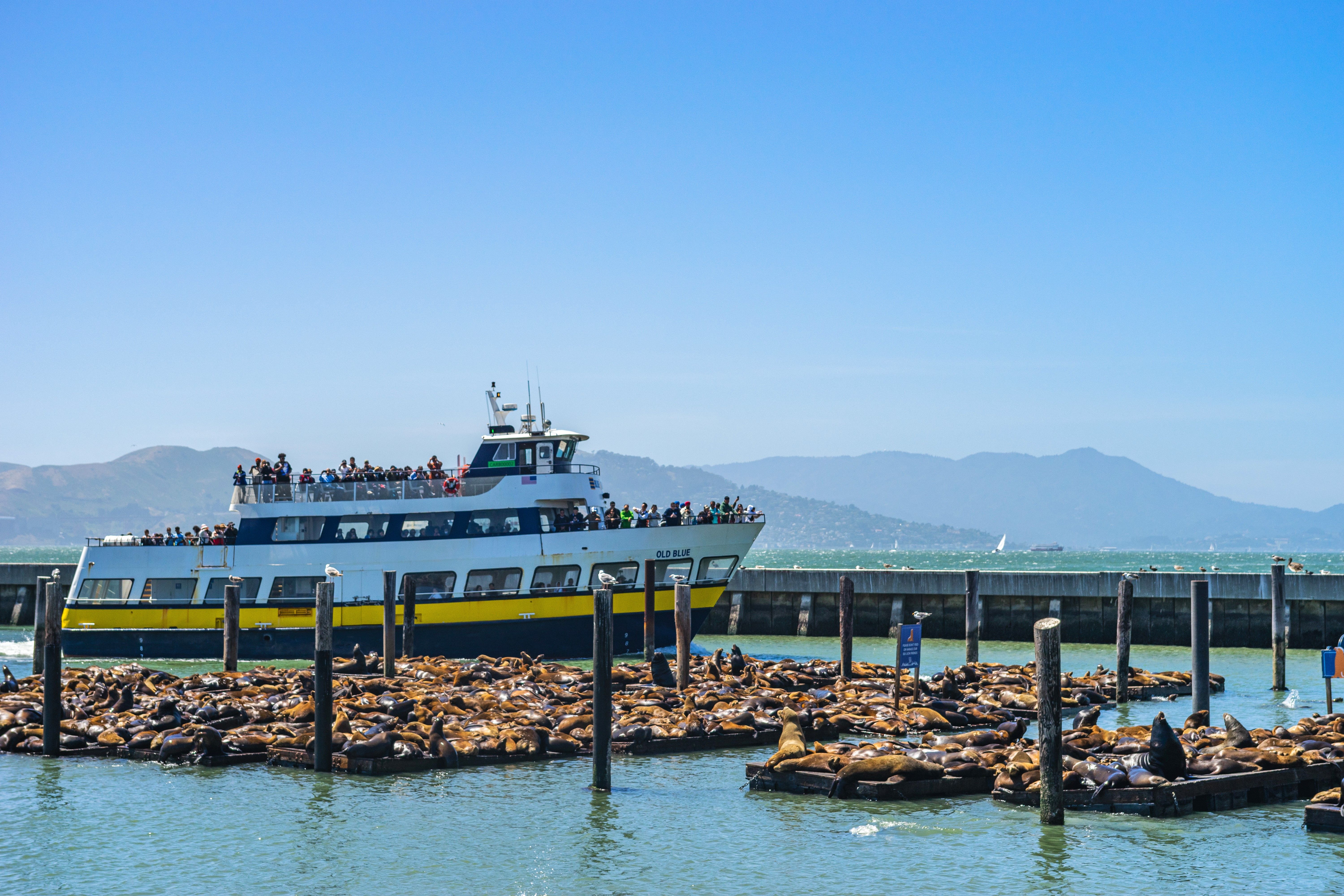 Pier 39 Sea Lions