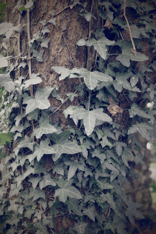 Fotos de stock gratuitas de árbol, follaje de hoja perenne, hiedra común