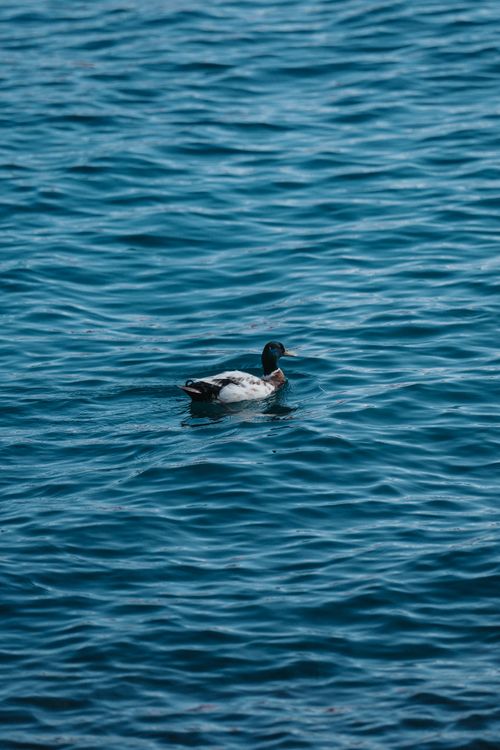 Free A peaceful mallard duck gliding on the calm blue waters of Palma, Spain. Stock Photo