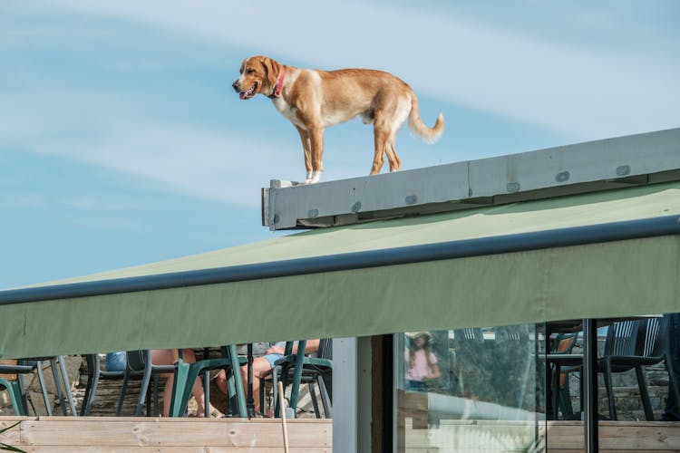 Brown Dog On A Roof