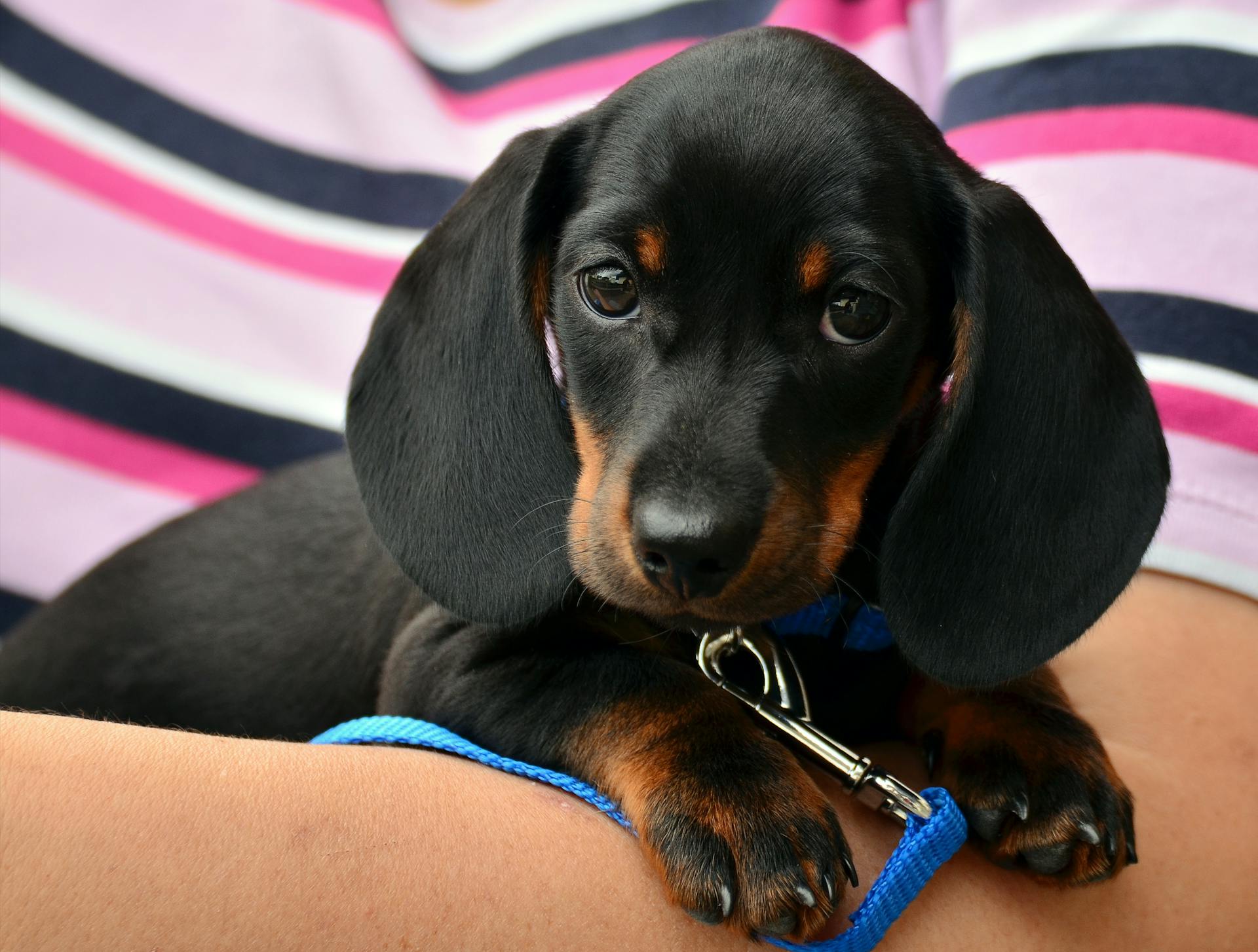 Close-up of Black Dog