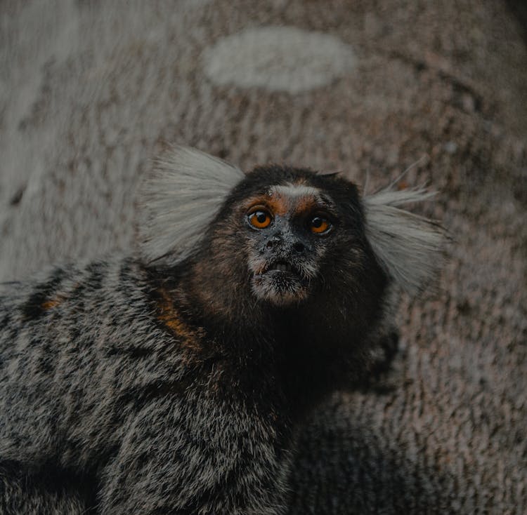 Portrait Of Marmoset Monkey 