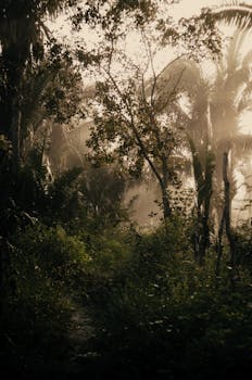 An enchanting misty tropical forest scene with lush vegetation and diffused sunlight creating a serene atmosphere.