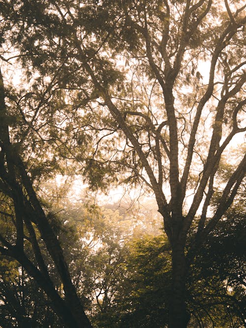 Foto stok gratis batang pohon, bayangan, bimbingan