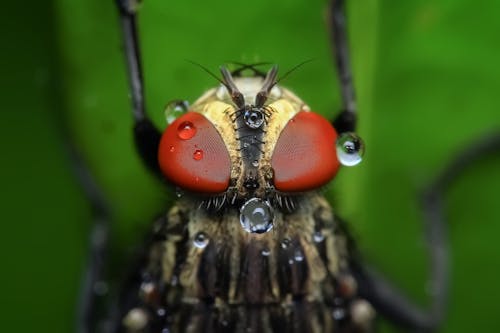 Foto d'estoc gratuïta de gotes d'aigua, insecte, macro