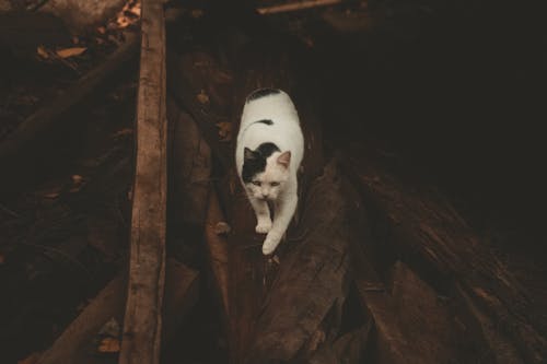 無料 白と黒の猫 写真素材