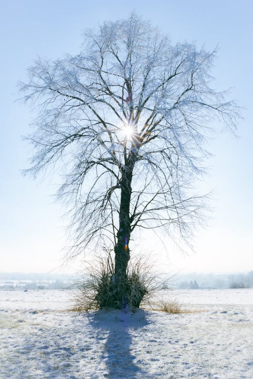 Fotos de stock gratuitas de árbol, árboles cubiertos de nieve, árboles forestales