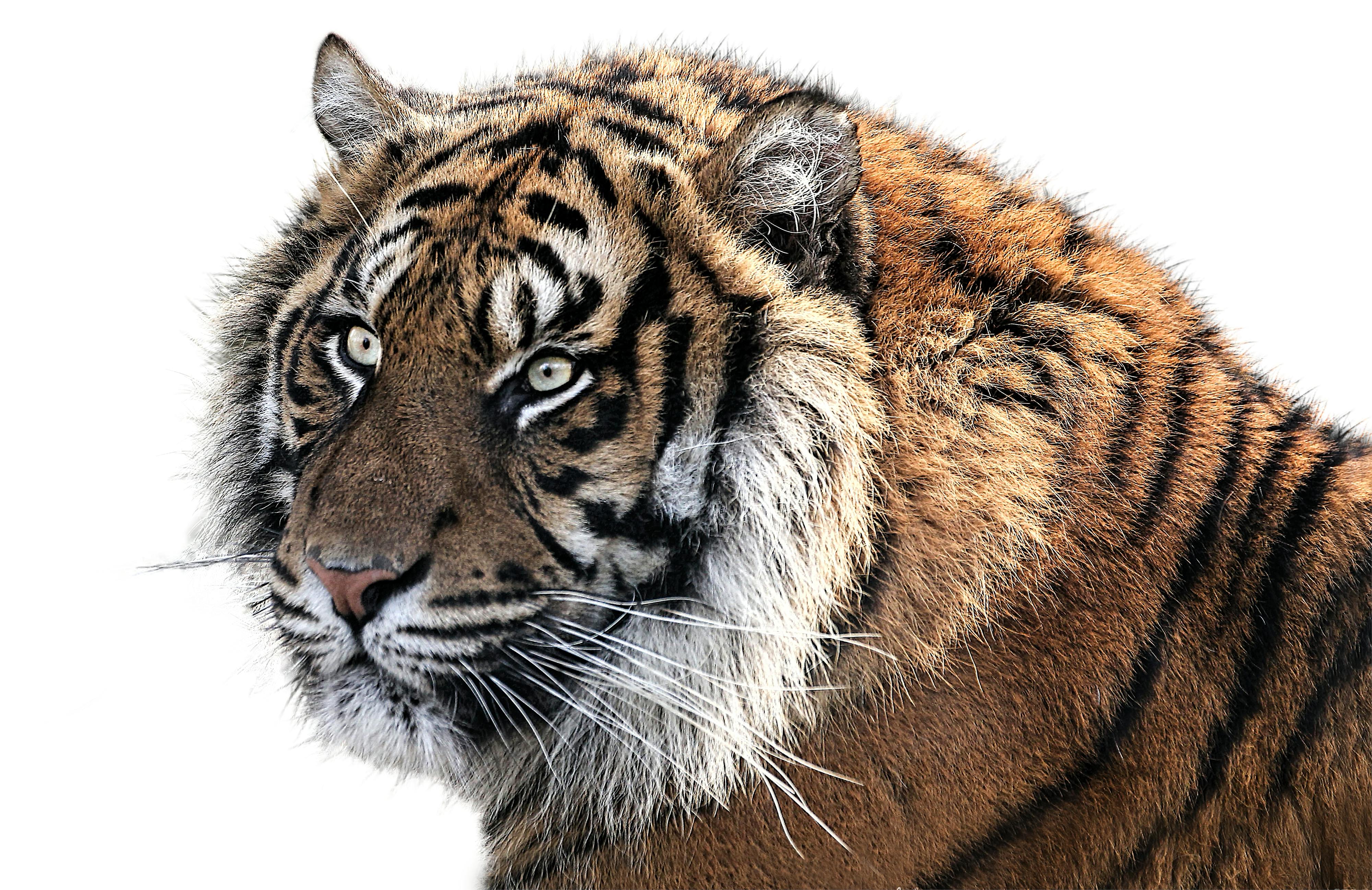 Foto Stok Gratis Tentang Binatang Fauna Harimau