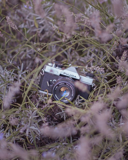 Základová fotografie zdarma na téma analogový, fotoaparát, louka