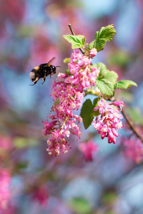 微距攝影, 昆蟲, 粉紅色的花 的 免费素材图片