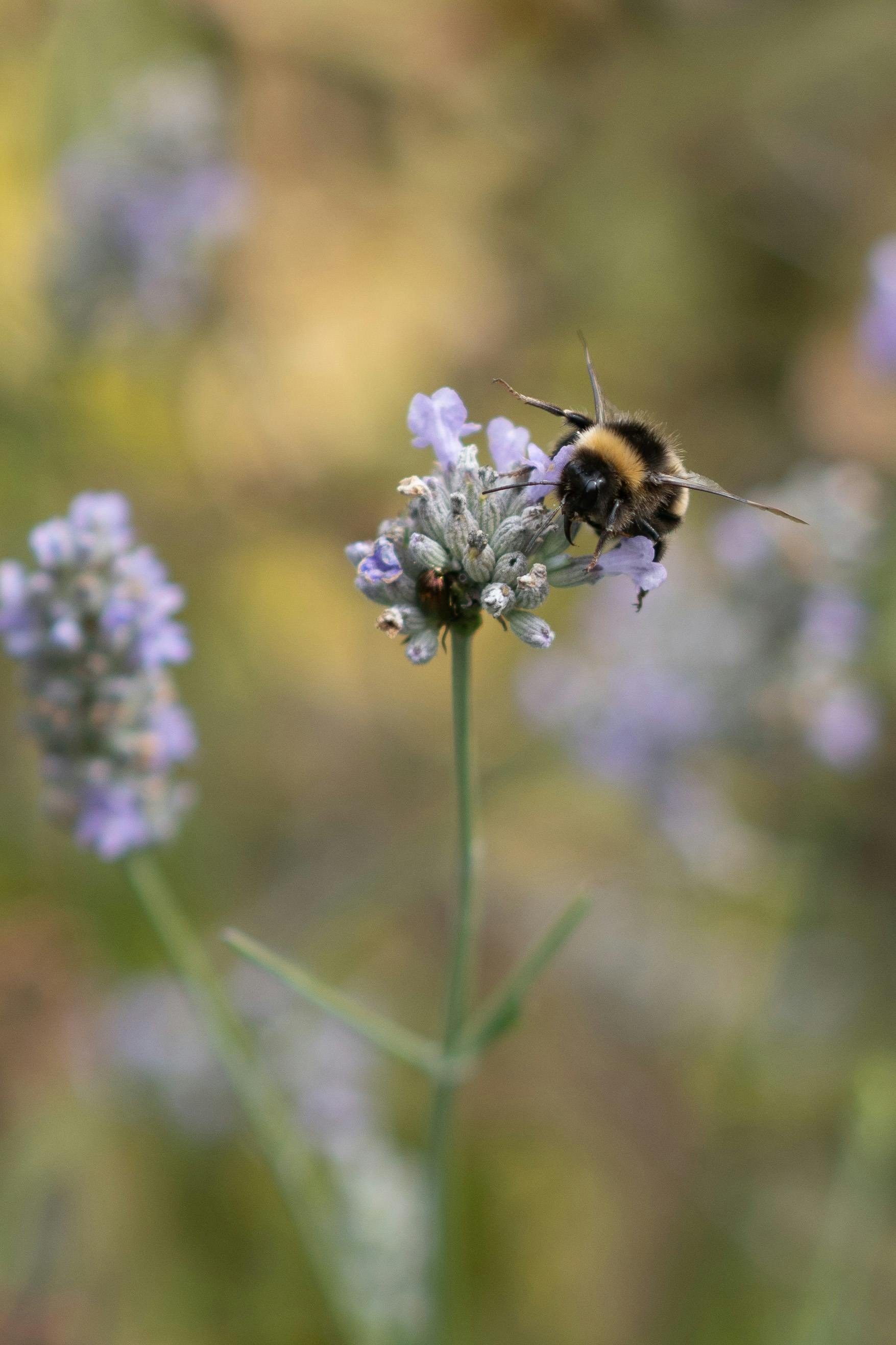 A bumblebee pollinating lavender, highlighting nature's intricate beauty.