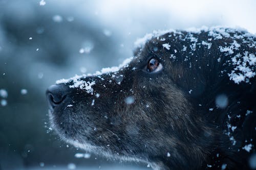 雪中的狗