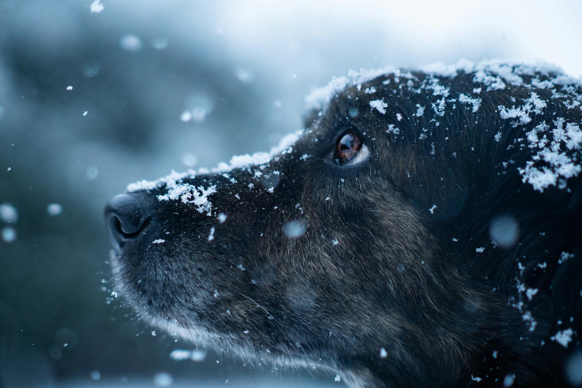 Une tête de chien dans la neige