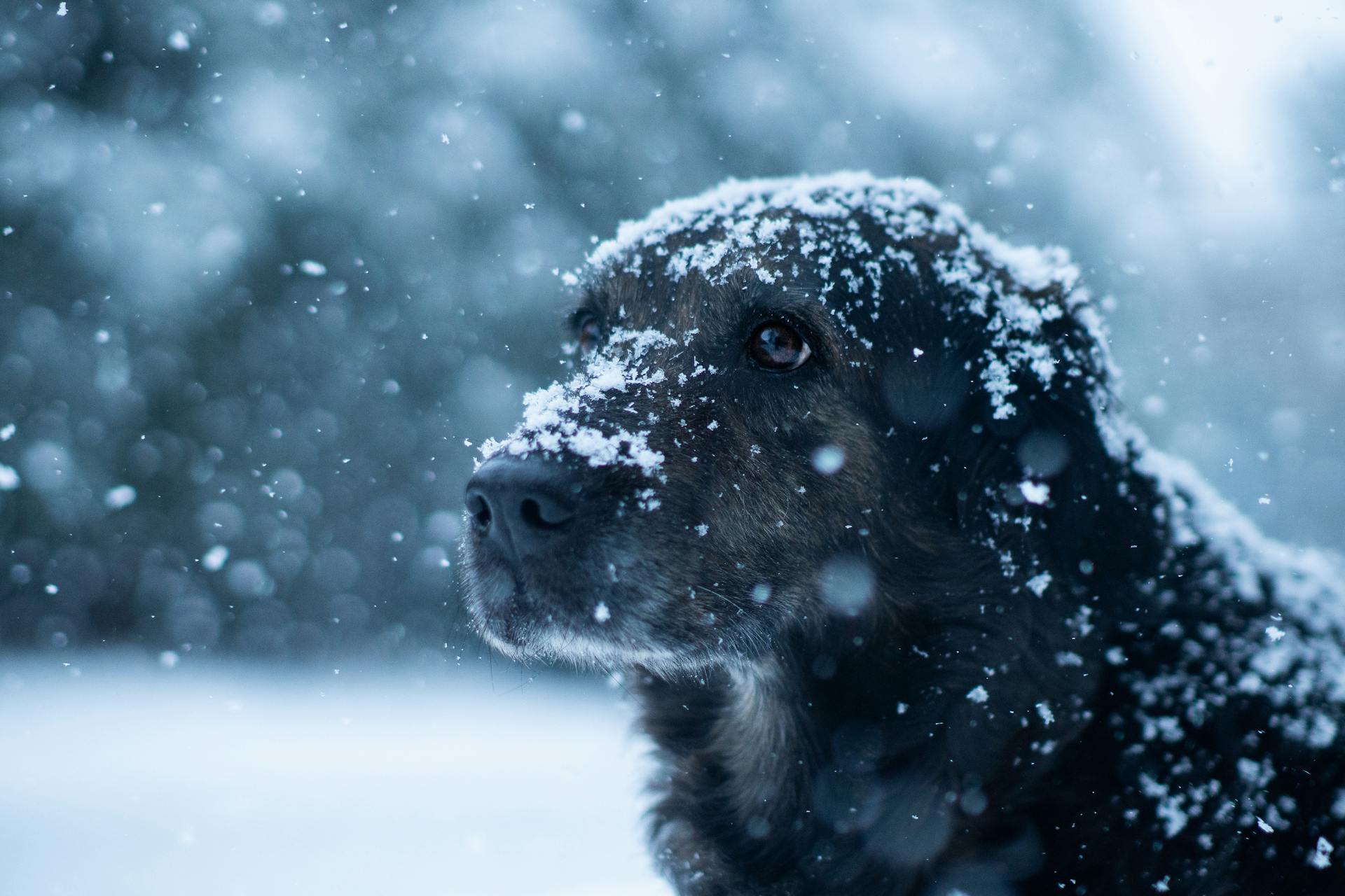 Brown Dog Covered with Snow