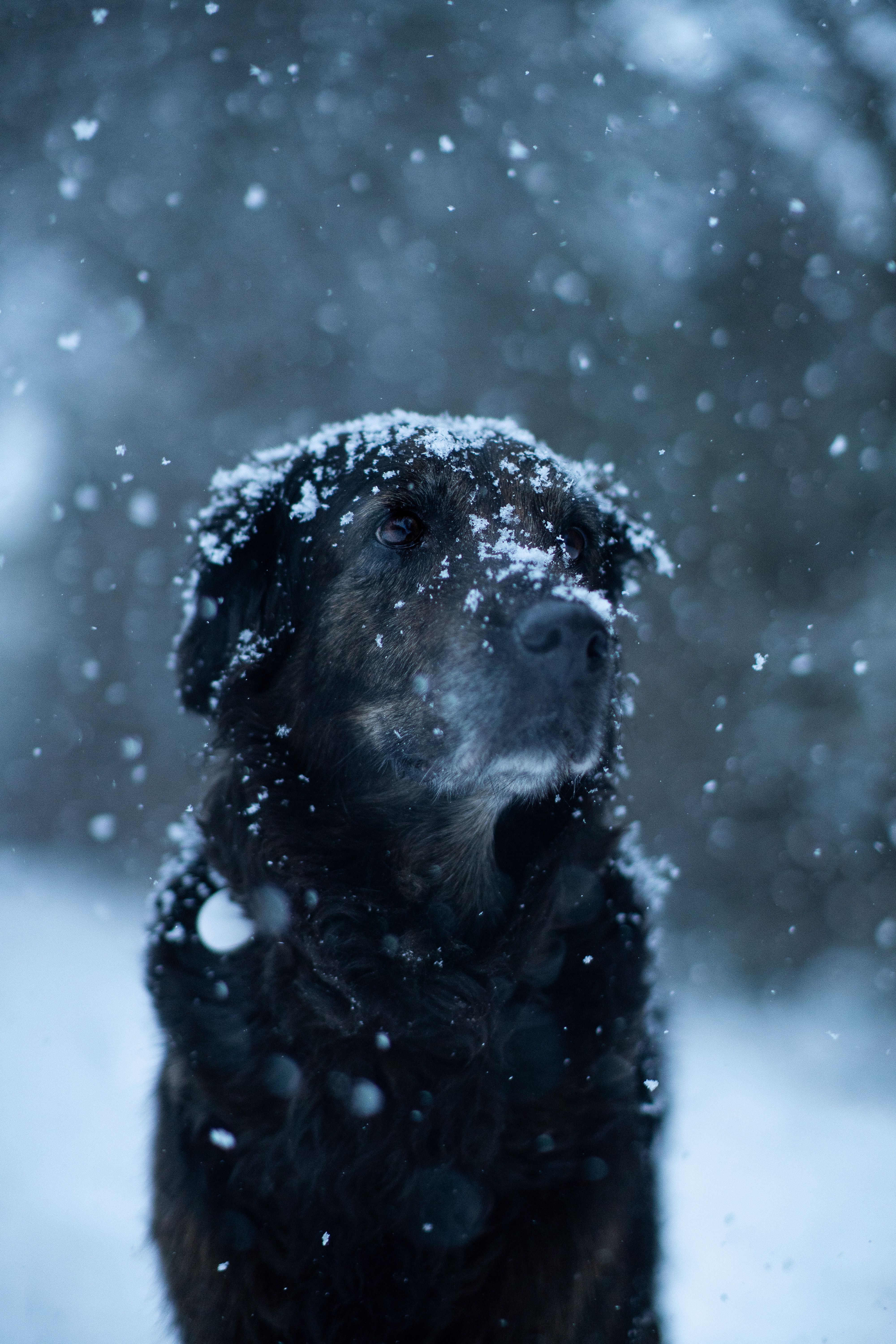 Dog Standing in Snow · Free Stock Photo
