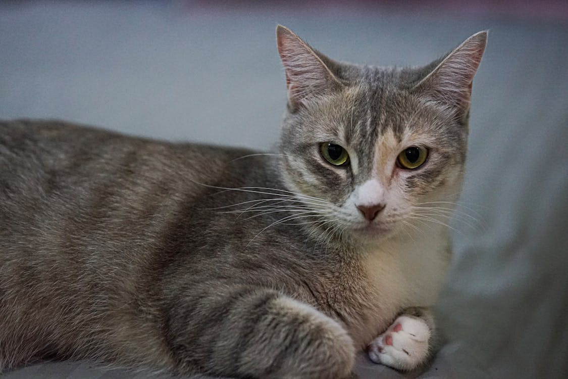 Tabby Cat · Free Stock Photo