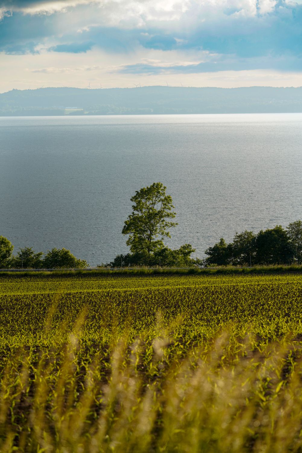 Rural Field on Sea Coast · Free Stock Photo