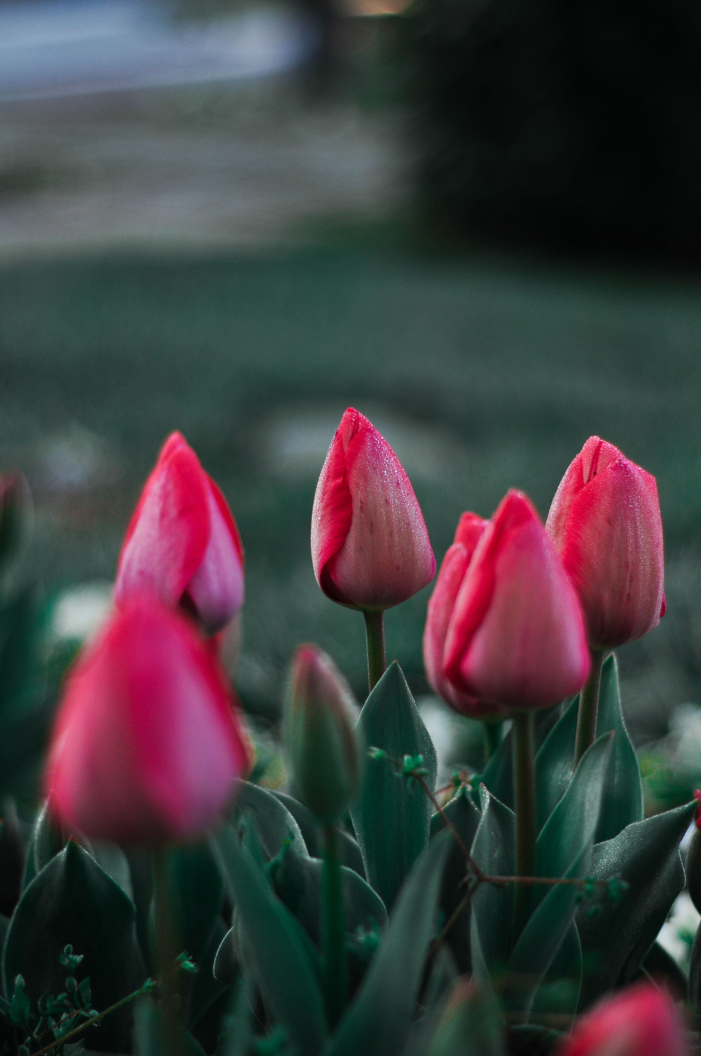 Close-up of Pink Tulips Growing in the Garden · Free Stock Photo