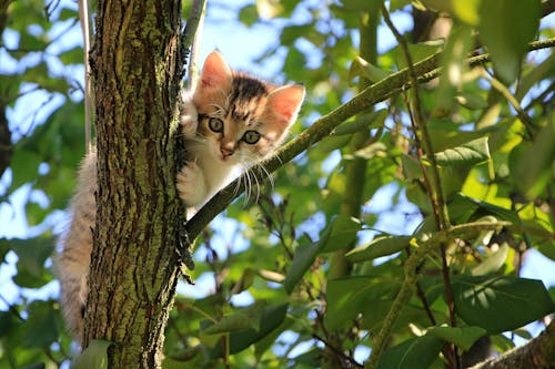 Gratis Tampilan Sudut Rendah Kucing Di Pohon Foto Stok
